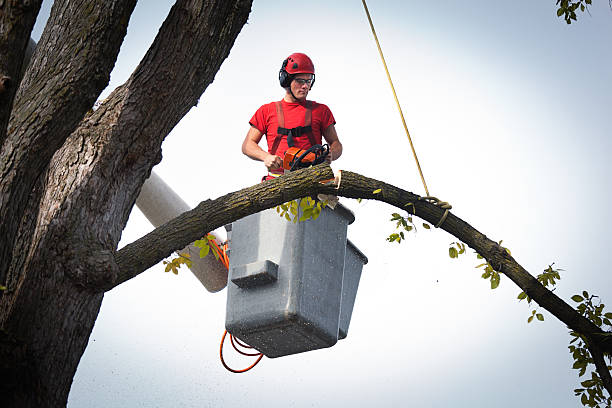 Vancouver, WA Tree Services Company