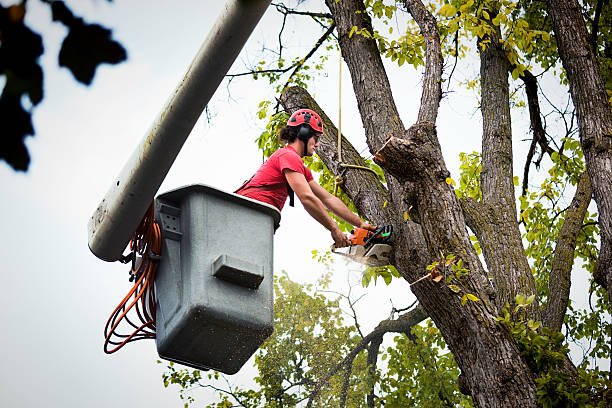 Tree and Shrub Care in Vancouver, WA