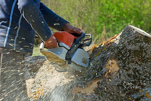 Best Hazardous Tree Removal  in Vancouver, WA
